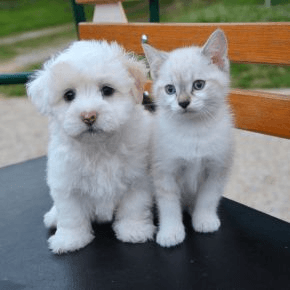 A white puppy and kitten sitting on a park bench