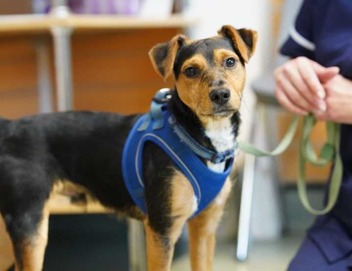 Vets for pets best sale walton
