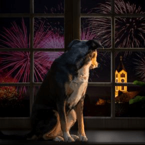 A dog sitting by a window with fireworks outside