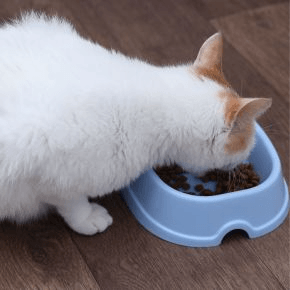 A white and ginger cat eating dry food from a blue bowl on a wooden floor